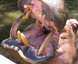 Sonrisa de hipopotamo